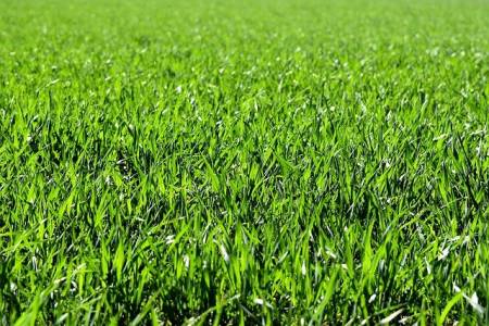 Grass for rappresent renewable gasoline